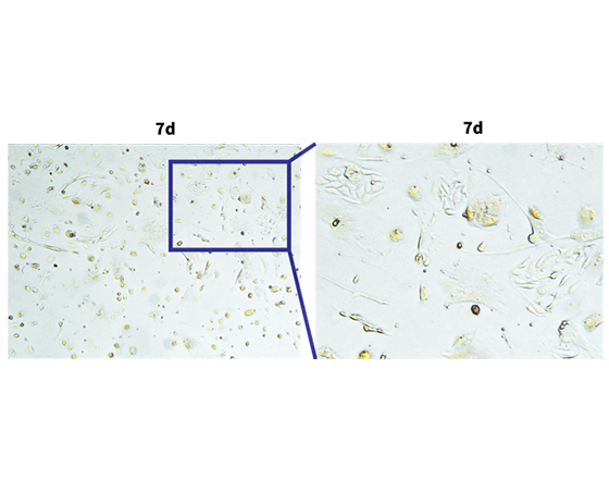 成年小鼠脑组织