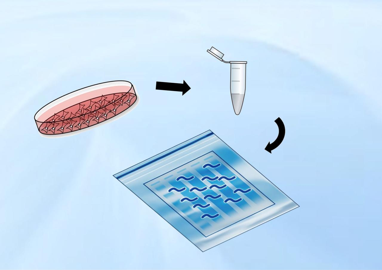 Northern blot